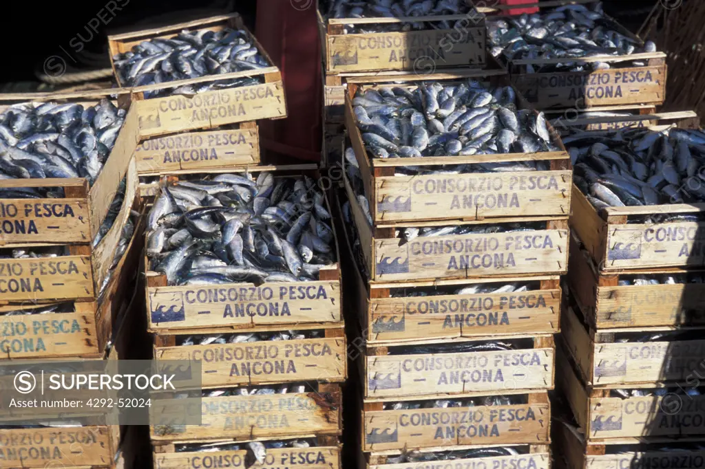 Sardines for sale at the fishing auction. Ancona, Marche, Italy