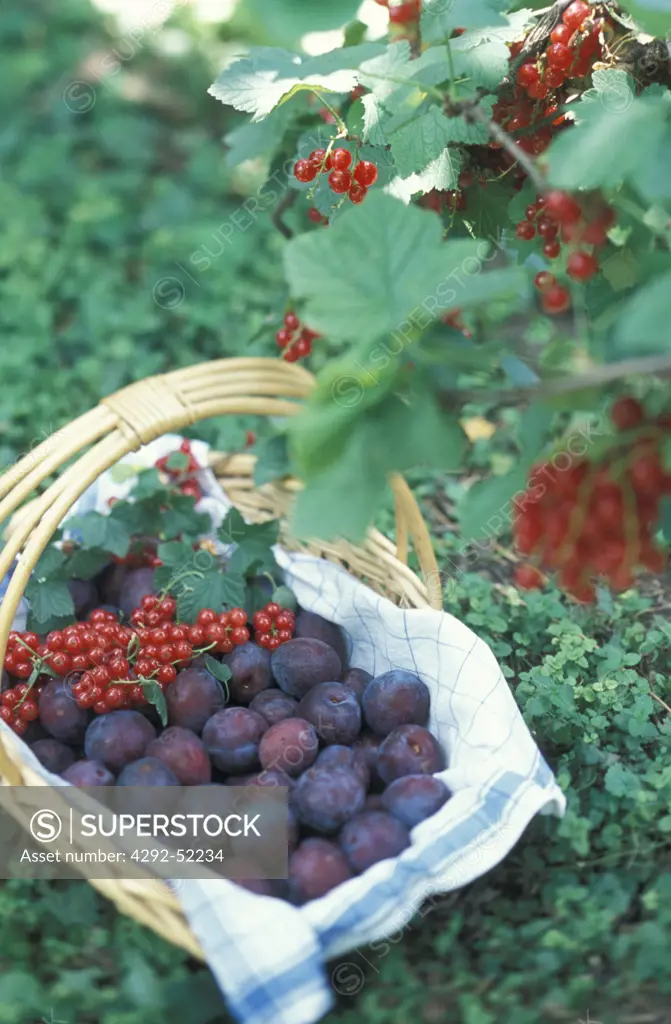 Basket with plums and red currant