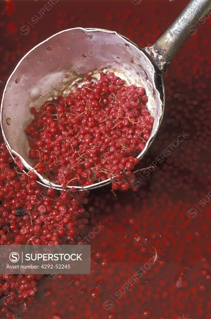 Red currant soaking to produce grappa