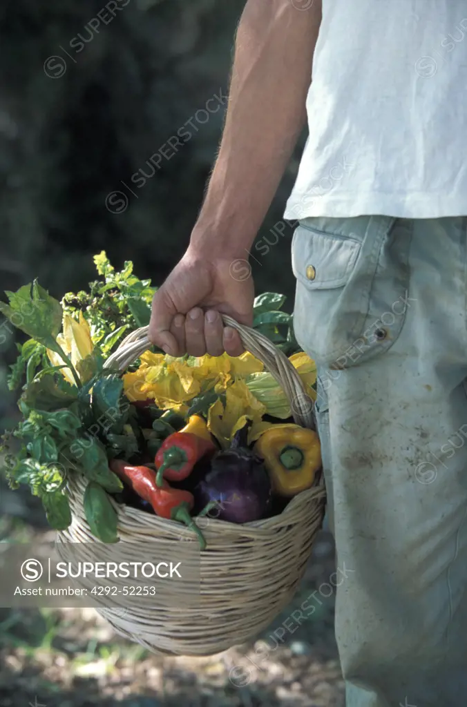 Farmer's hand holding a basket with fresh vegetables
