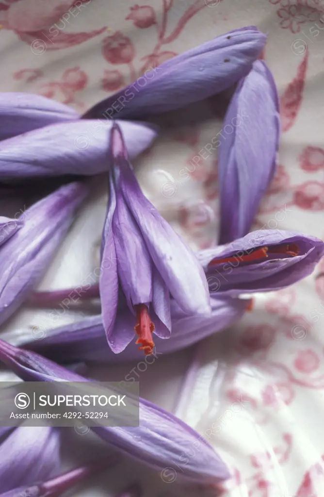 Crocus flowers (saffron)