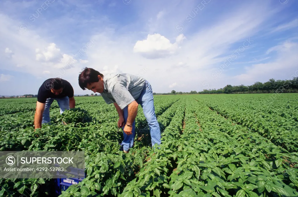 Italy, Umbria, farmers picking basil