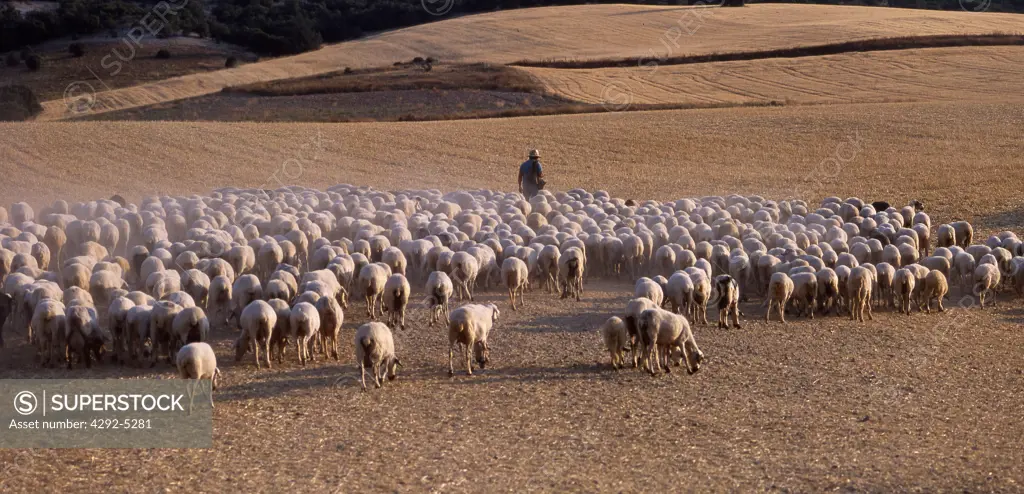 Spain, Castilla y León, sheep flock