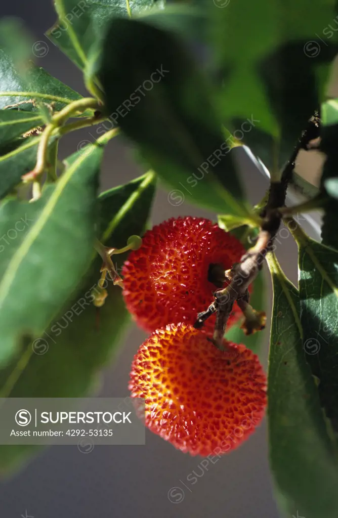 Ripe lychee nuts on the tree