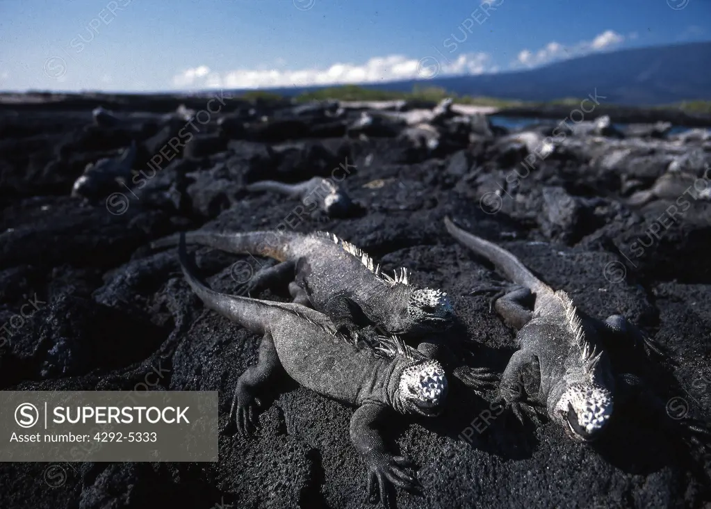 Ecuador, Galapagos, Santiago, Line up of marine iguanas, (Amblyrhynchus cristatus)