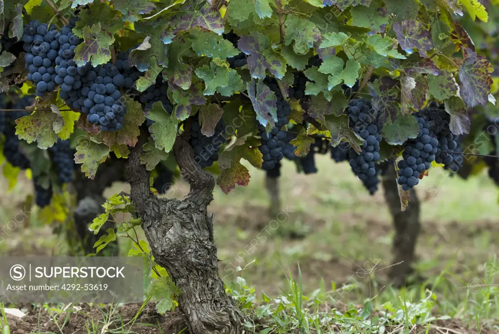 Italy, Basilicata, grapes, Barile