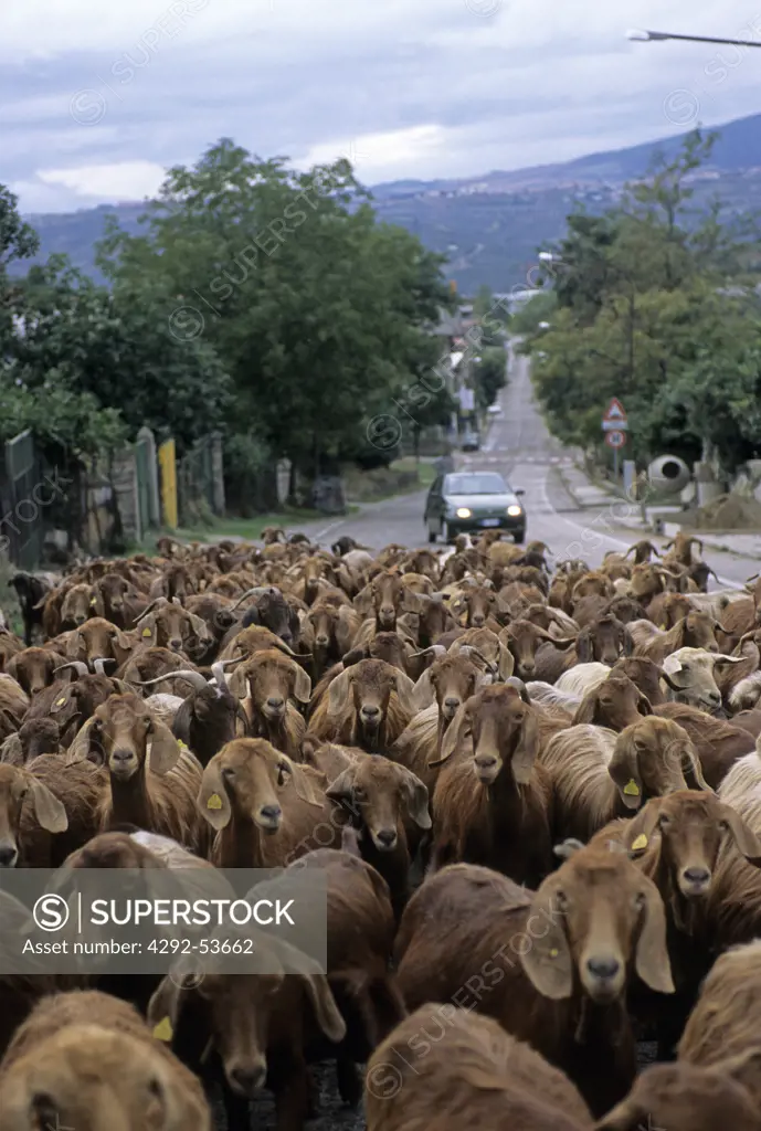 Italy, BasilicataFlock of goats, Venosa