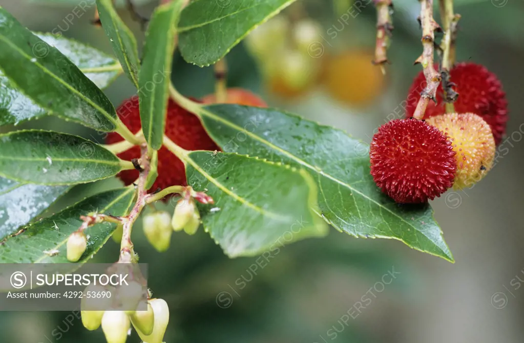 Maiorca Isle-SpainStrawberry tree fruits in the garden of Ca'n Poma, Soller