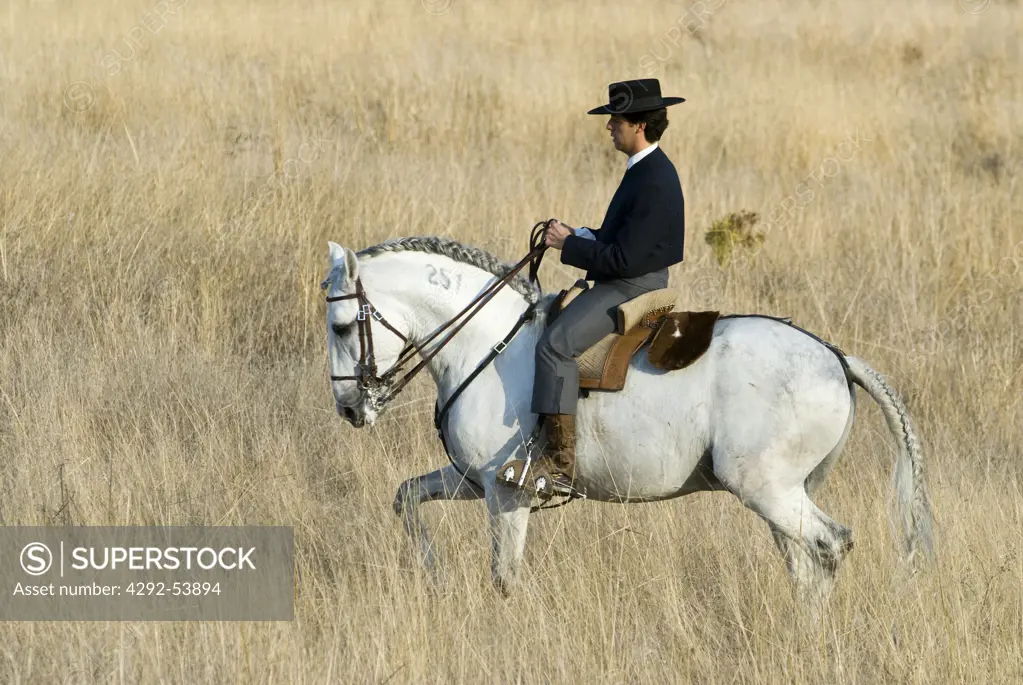 Portugal, Alentejo, Evora, man riding a white Lusitan horse