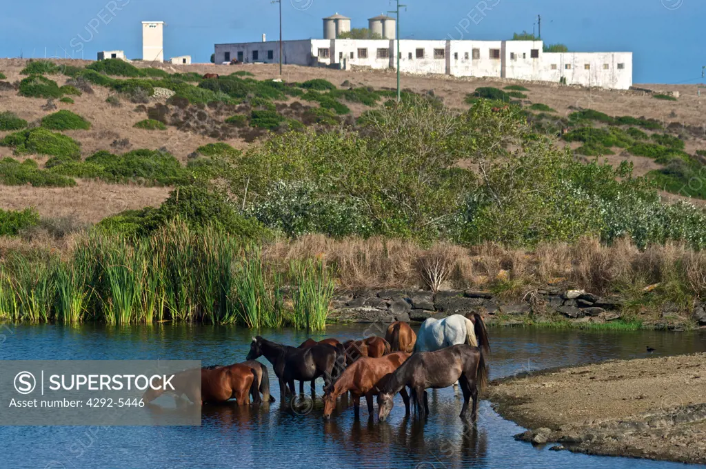 Italy, Sardinia, Asinara national park, wild horses
