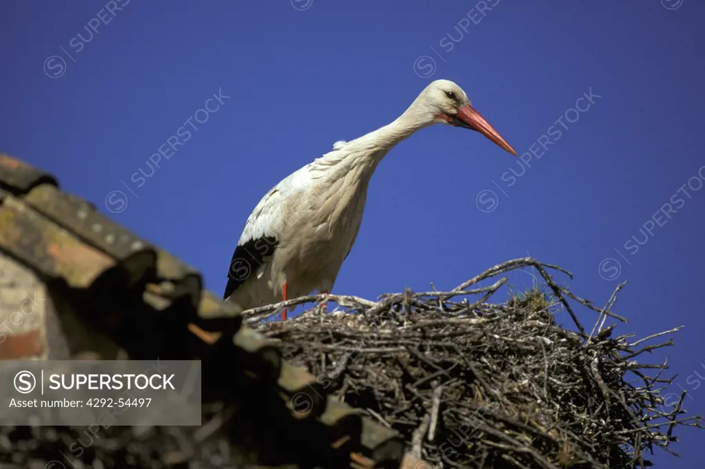 Spain Extremadura, Stork (Ciconia ciconia)