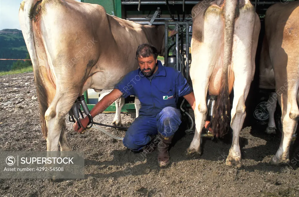 Italy, Lombardy, Adamello Lombardo Regional park. Automated milking