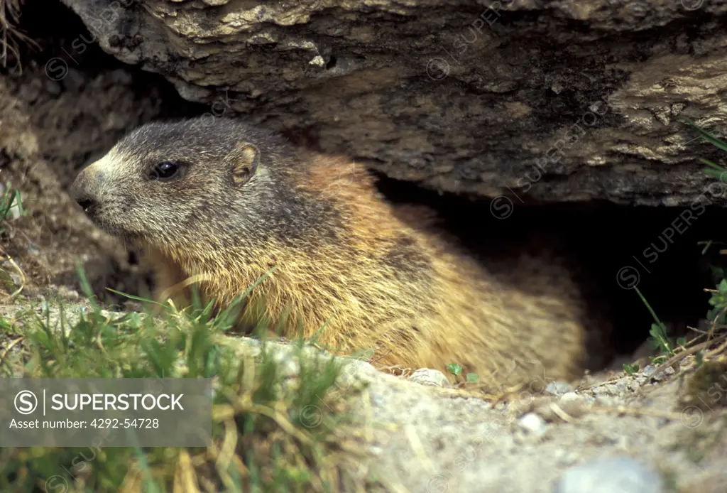 Groundhog (Marmota marmota) on hole entrance