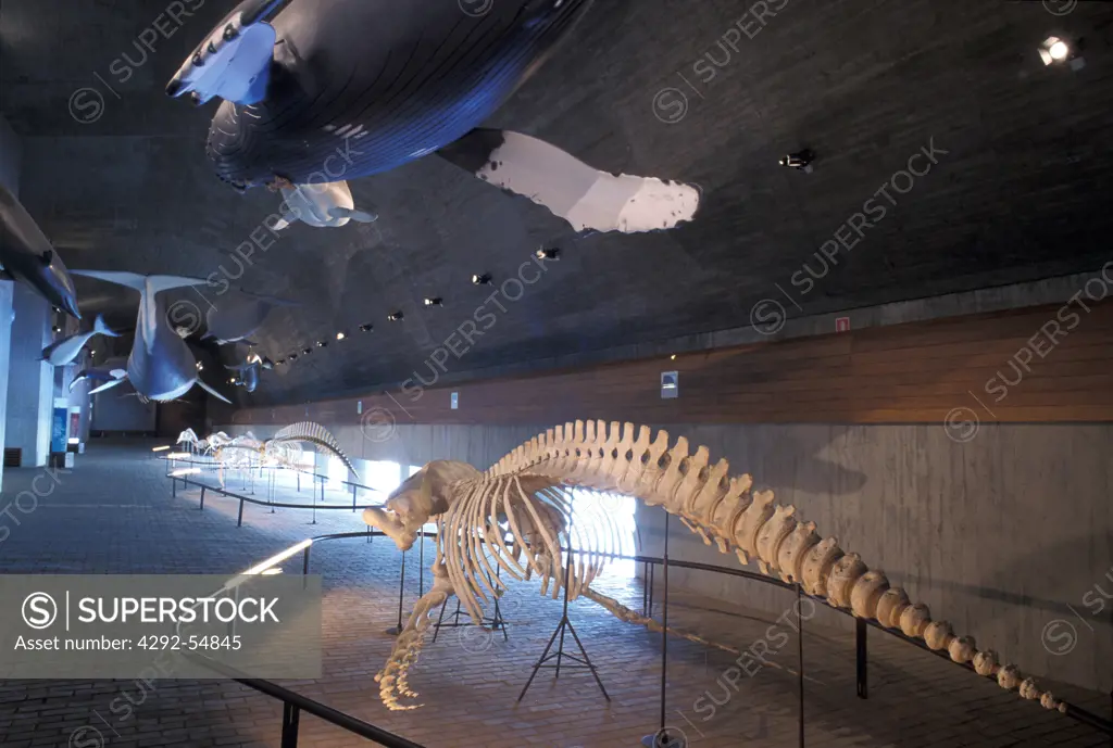 Spain, Coto Donana, Mundo Marino museum, cetacean skeleton