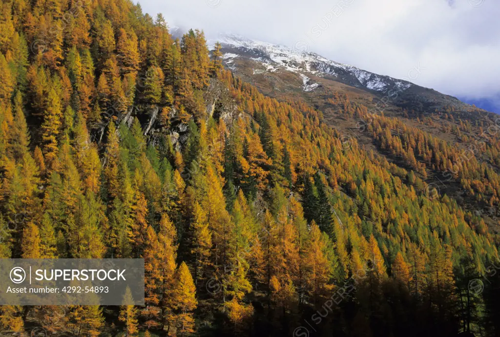 Italy, Trentino Alto Adige, National Park of Stelvio, larch trees in autumn
