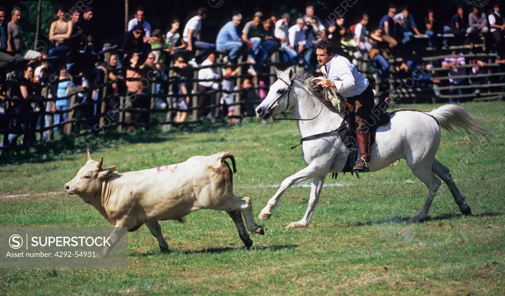Italy - Lazio - Monterano Nature Reserve - Butteri (italian cowboy) spring festival (Riarto) - rodeo, catching the calf