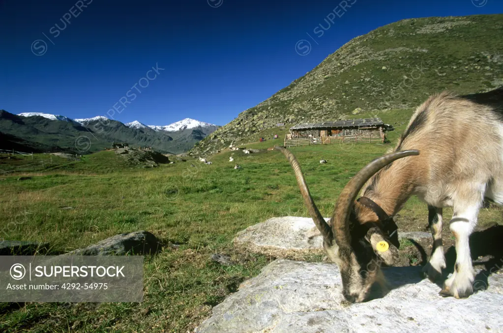 Italy, Trentino Alto Adige, Val d'ultimo. Stelvio Natural Park,goat