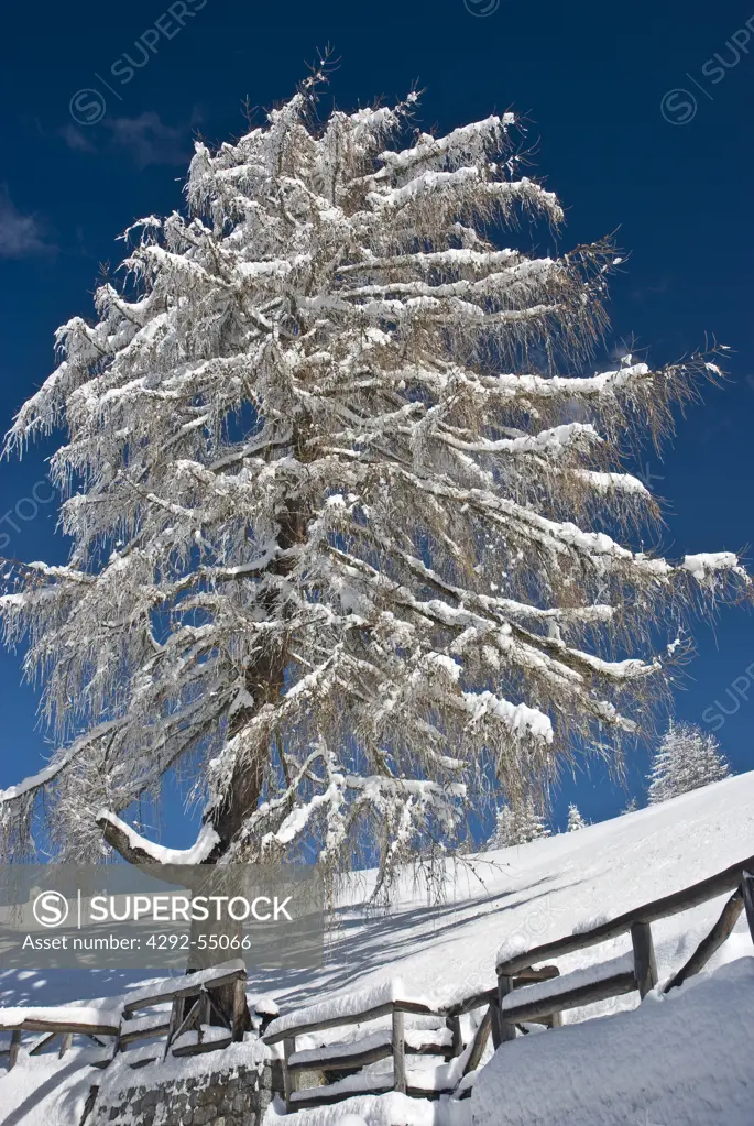 Italy, Lombardy, Adamello Natural Park, Larch Tree covered with snow.