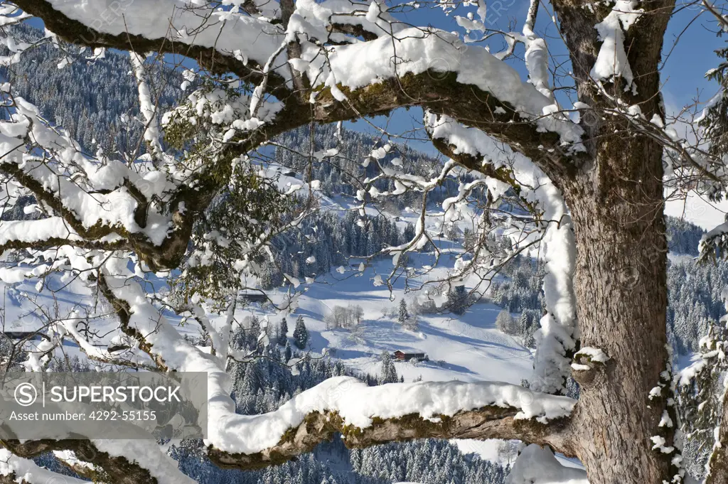 Austria, Tyrol, Alpbach valley, snow covered maple tree