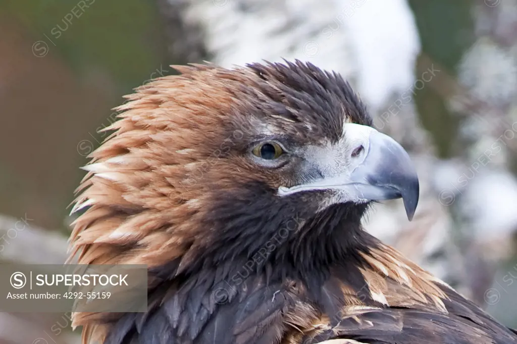 Golden Eagle ( Aquila chrysaetos)