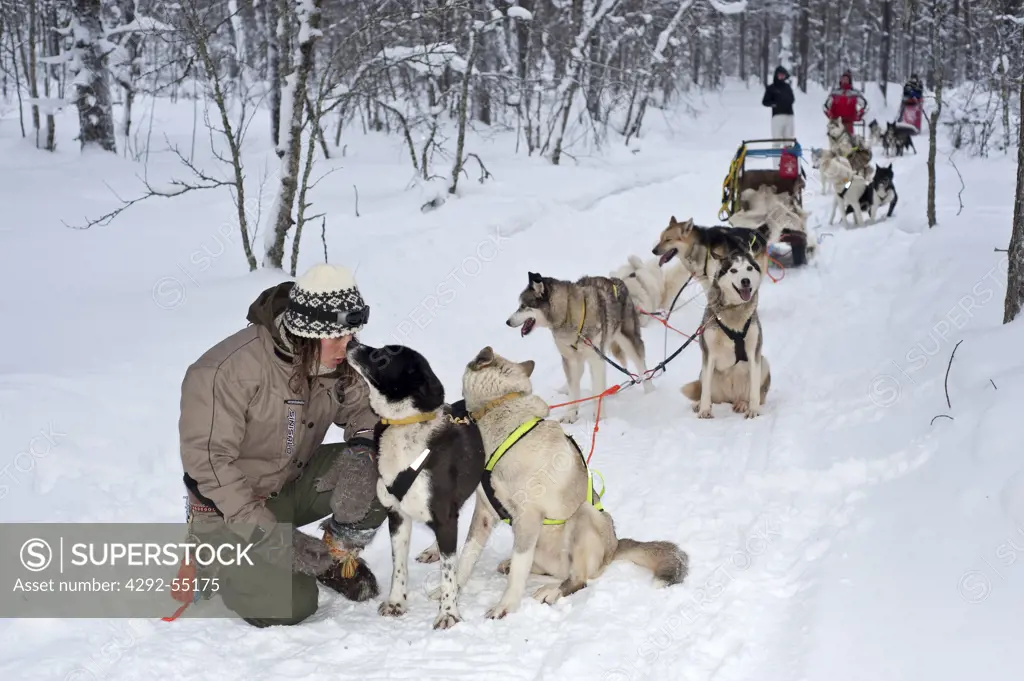 Dogsledge in Lapland, Finland