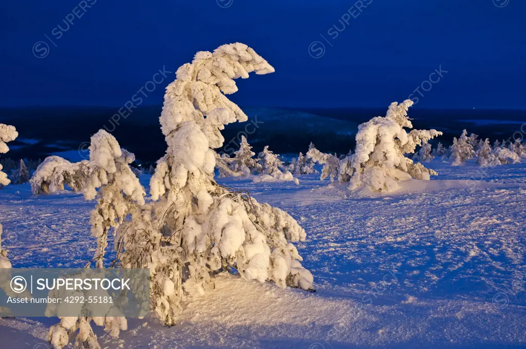 Finland, Lapland, Yllas, frozen taiga