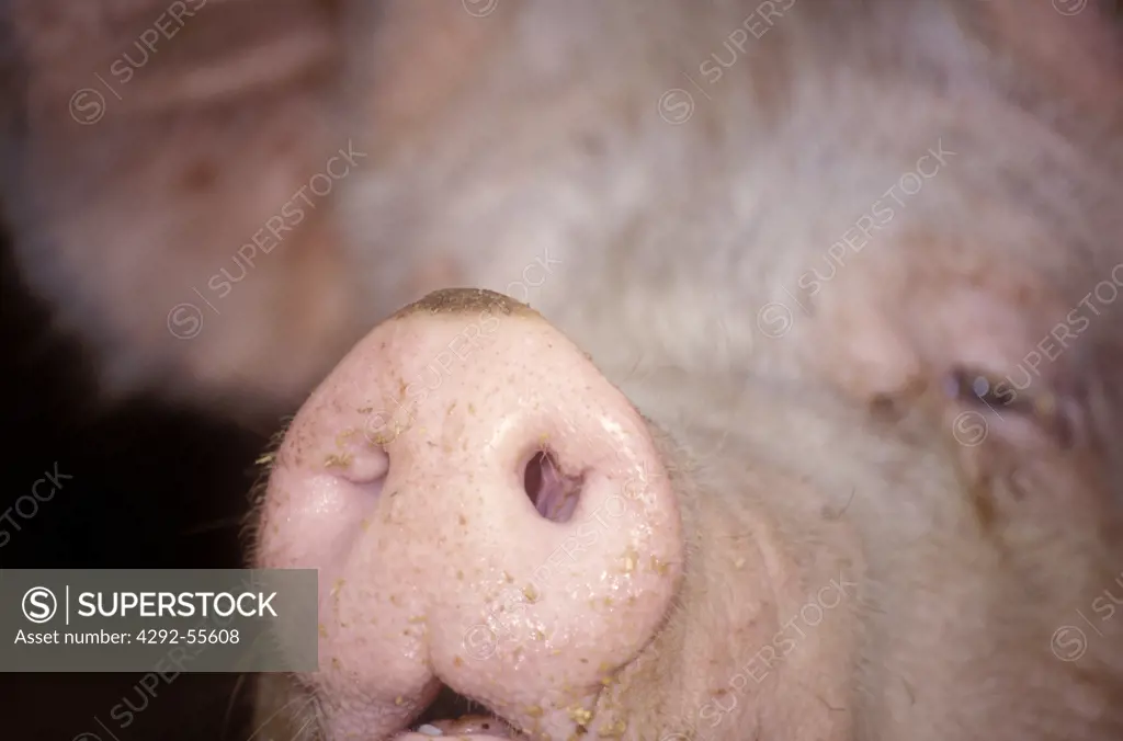 Pig's snout