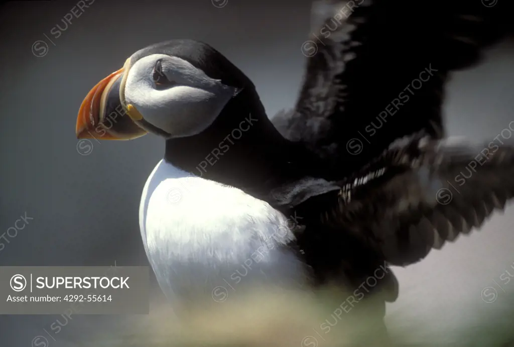 Atlantic puffin (Fratercula arctica),witless bay,Newfoundland