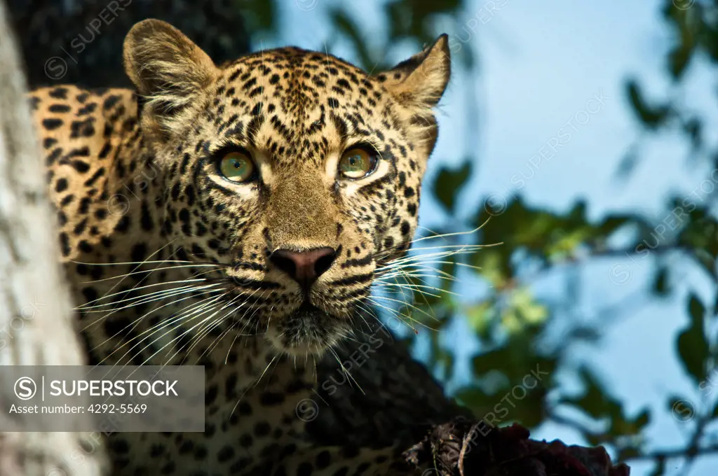 Africa, South Africa, Leopard, (Panthera pardus)