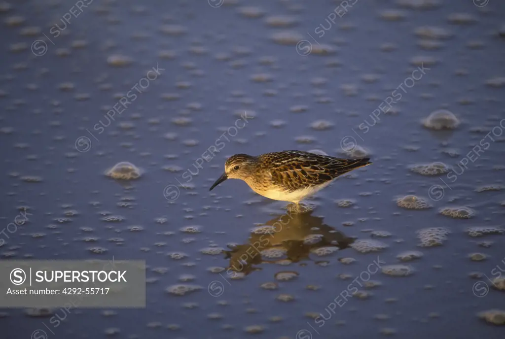 Shorebird - Least Sandpiper (Calidris minutilla)