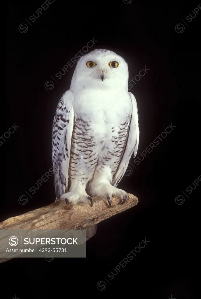 USA, Maine, Snowy Owl (Nyctea scandiaca)