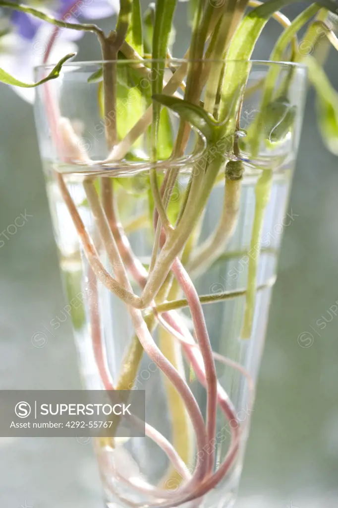 Plant roots in glass