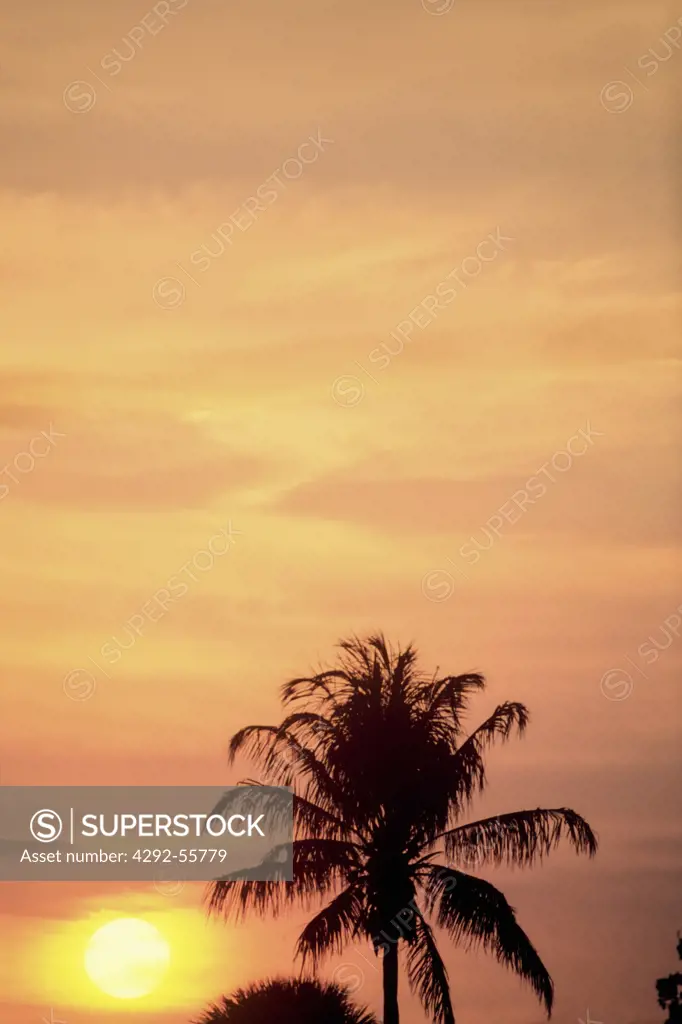 Silhouette of a palm tree at sunrise on Hilton Head Island. South Carolina,USA
