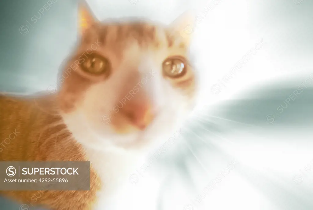 Portrait of a cat in a window taken with a fish eye lens