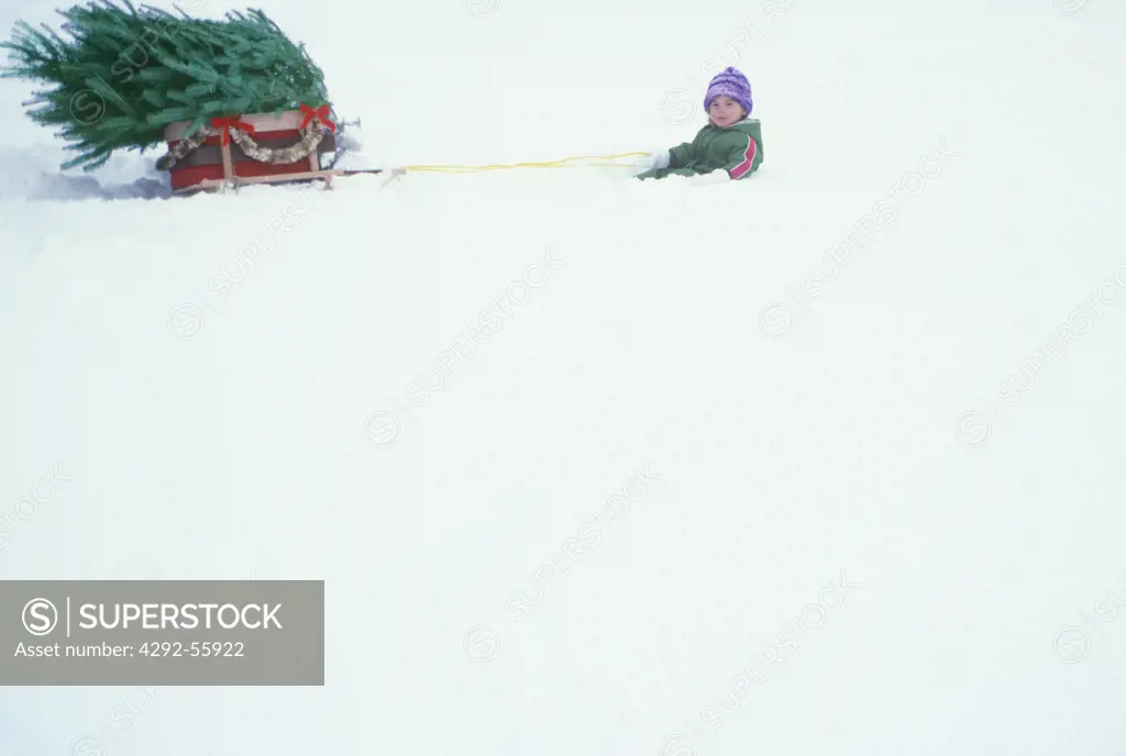Little girl fallen in the snow while hauling a Christmas tree in a sled. Jefferson, Maine