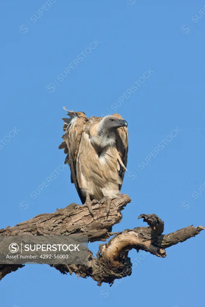 White-backed vulture on tree branch