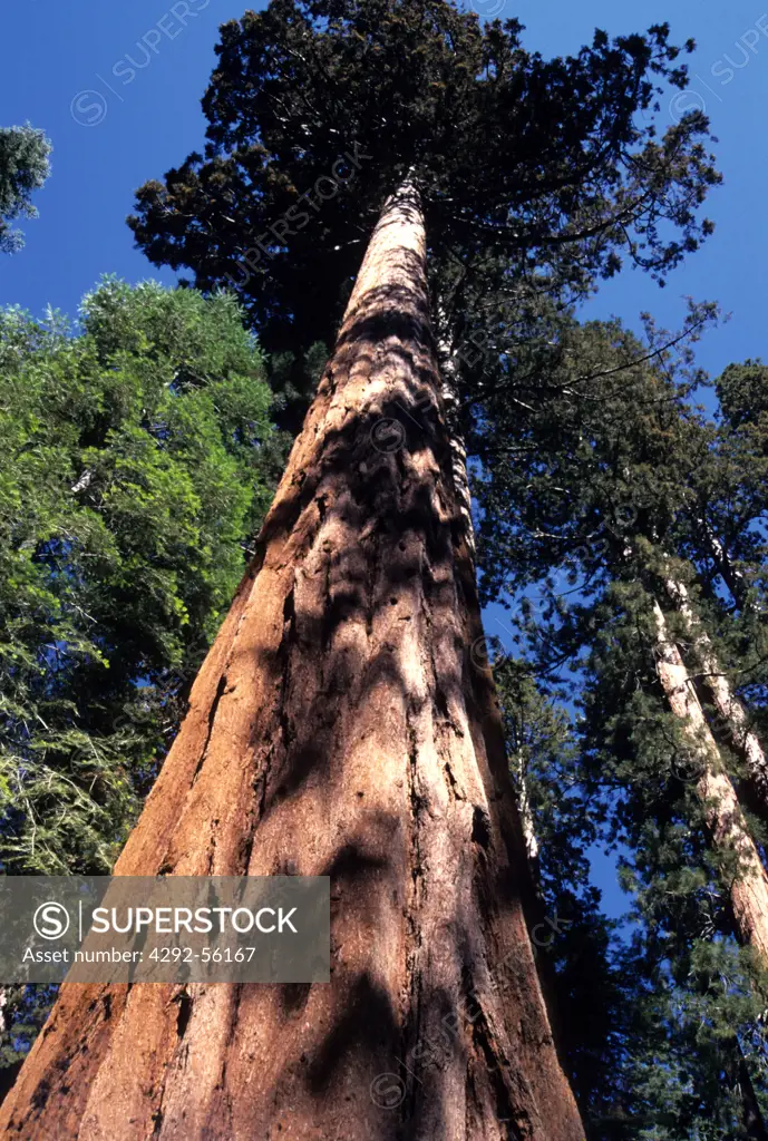 USA, California, Yosemite National park sequoia tree