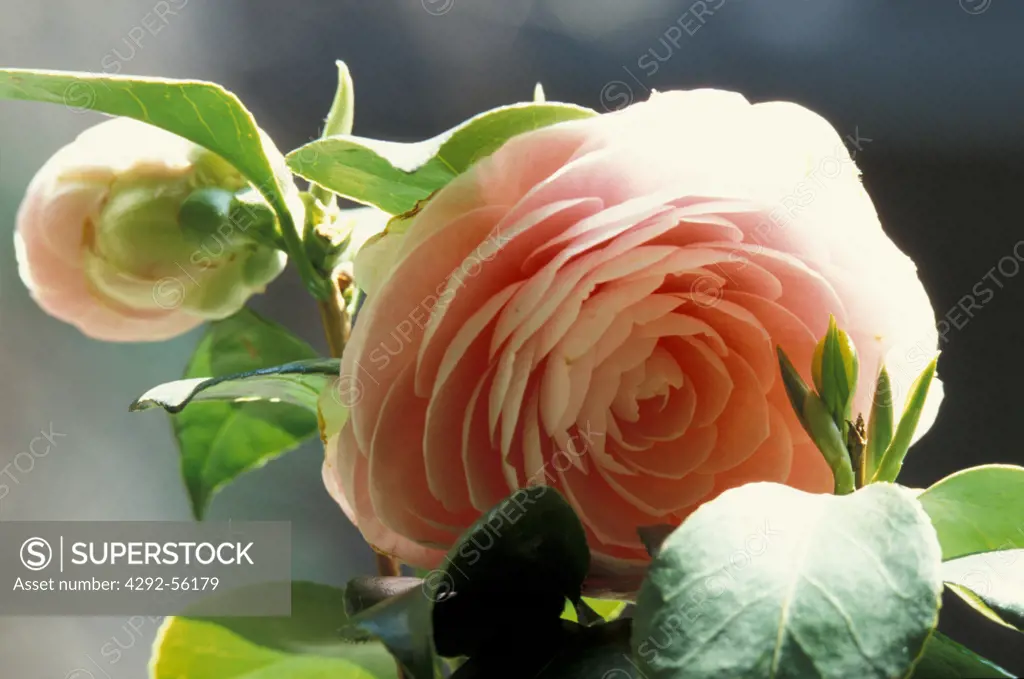 Camellia Japonica Pearl Maxwell