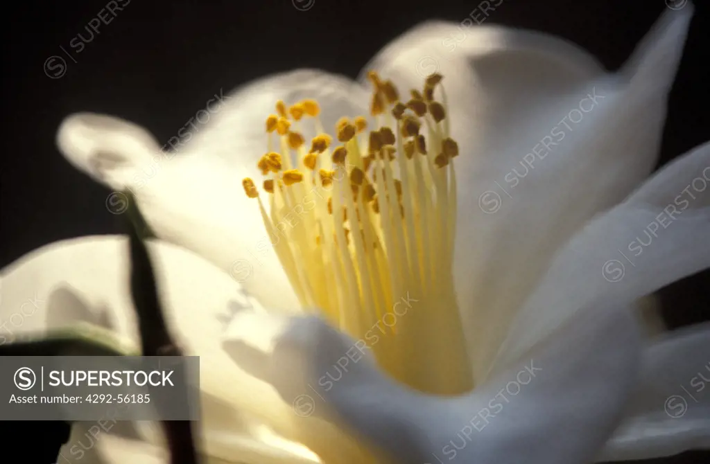 Camellia Japonica Triphosa