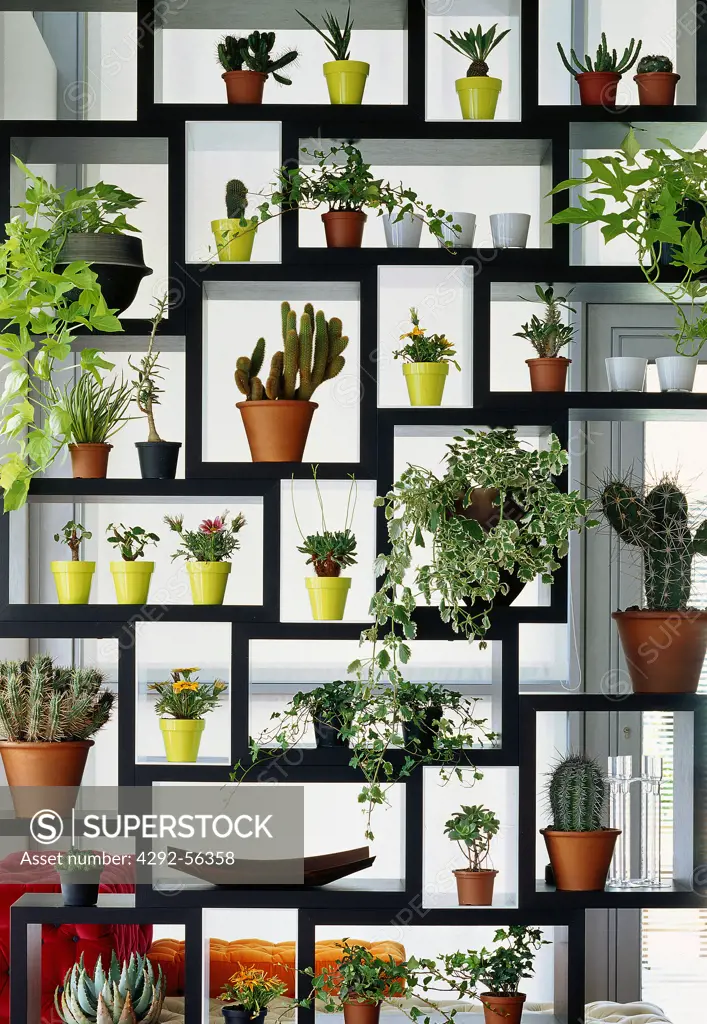 Potted plants in shelf