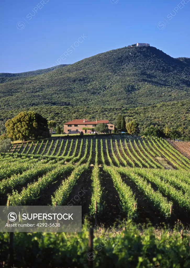Italy, Tuscany, Maremma, Bolgheri, Grattamacco vineyards,