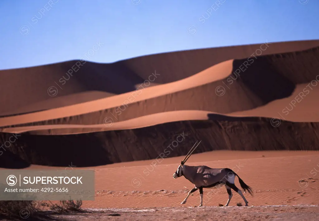Africa, Namibia, desert dunes and gemsbok