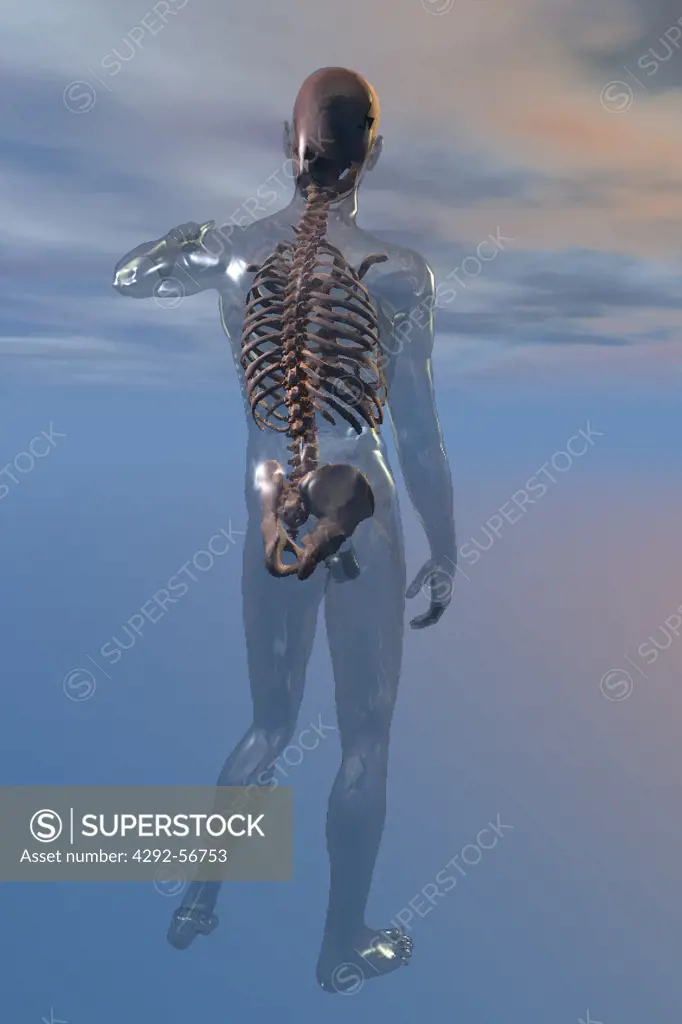 Human backbone