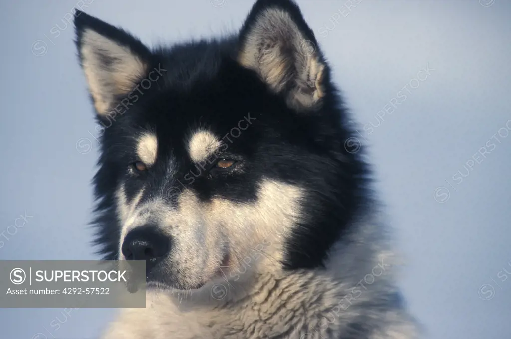 Canada, Yukon Territory, sledge dog.