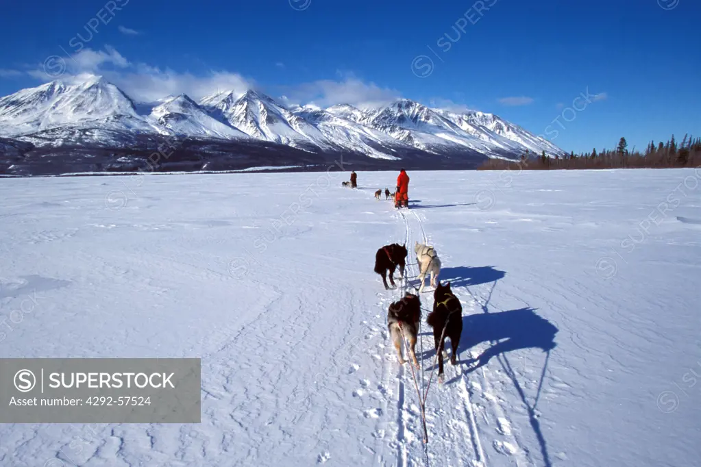 Canada, Yukon, Klukshu, dogsledging by Dezadeash Lake