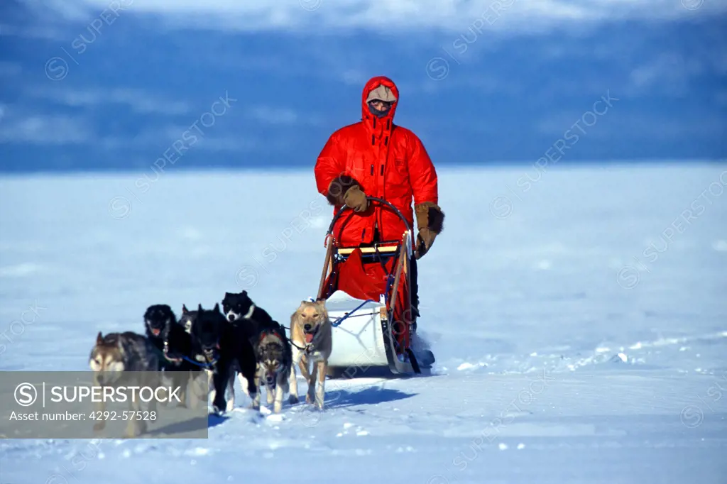 Canada, Yukon, Klukshu, Dogsledding by Dezadeash Lake