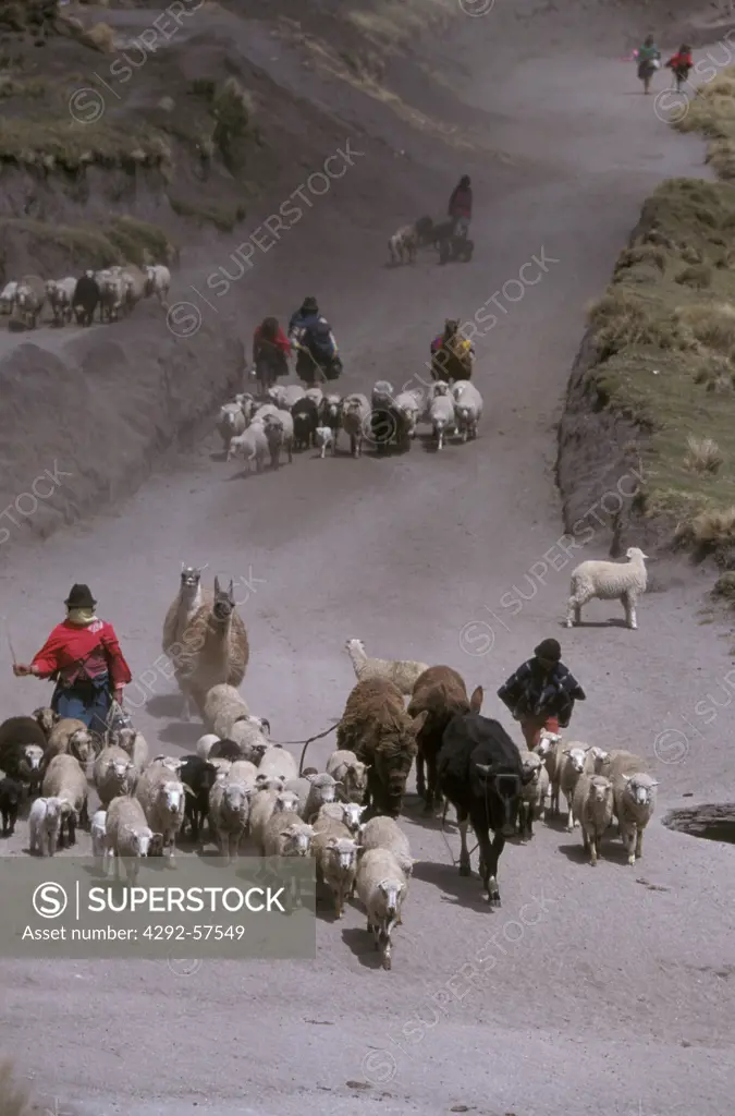 Ecuador, Quilapungu, shepherd