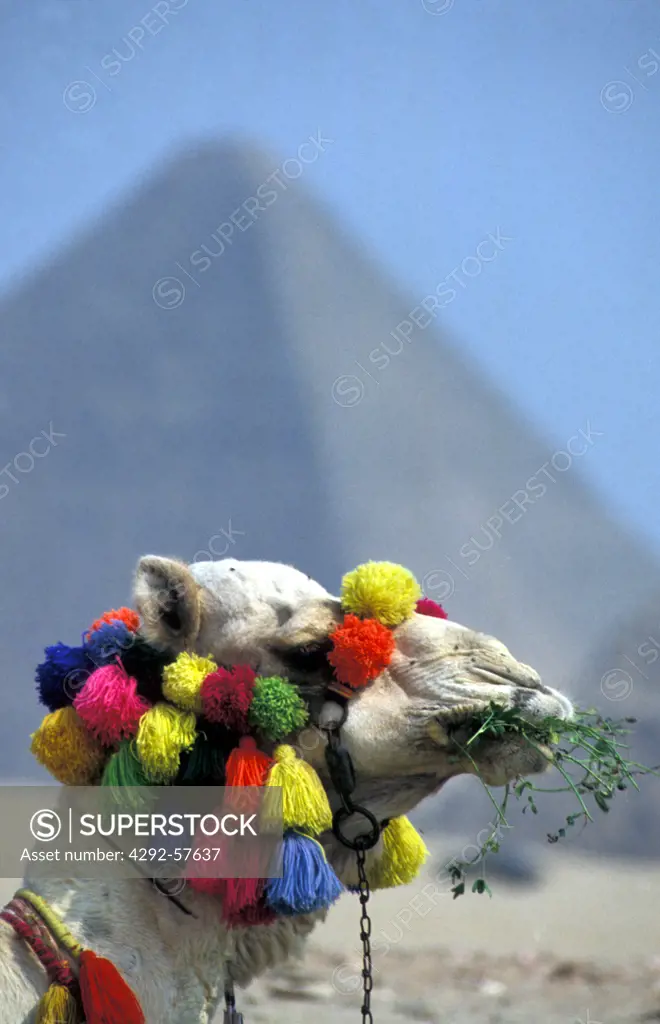 Egypt, El Giza, camel