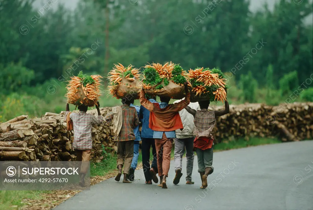 Men carrying carrots on their heads, Burundi, Africa