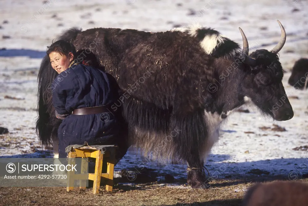 Mongolia, farmer milking yak cow